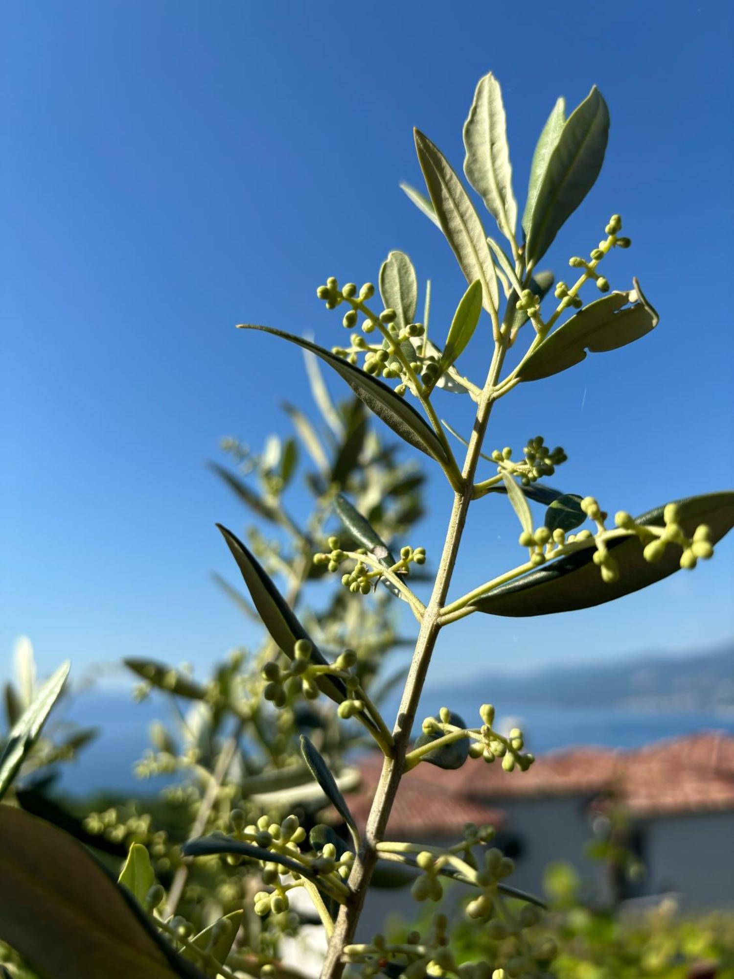 Appartamento Va Kastav Esterno foto